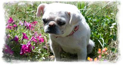 Rescue Mexican Pug
