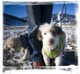 rescue dog