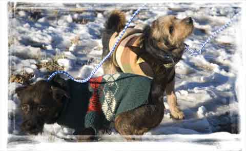 international dog rescue