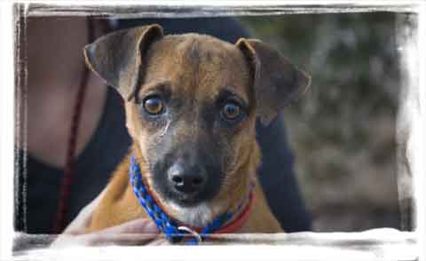 puppy rescue from mexico