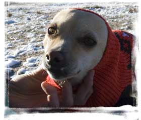 internationa dog rescue