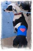 Project Anapra is a community based humane reform program CWOB 
