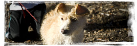 Rescue dog across the border of mexico