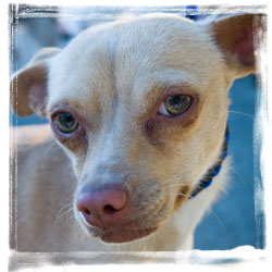 rescue dog juarez mexico