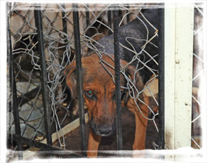 Dog in pound