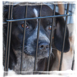 eva dog save from the pound
