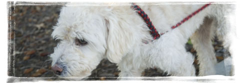 dog rescue