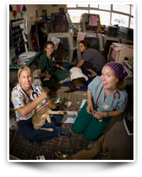 Spay camp