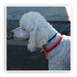 rescue dog