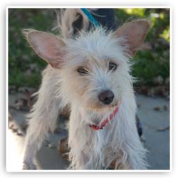 rescue dog