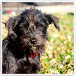 rescue dog