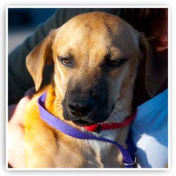 rescue dog