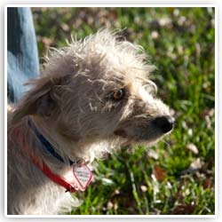 rescue dog