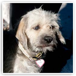 rescue dog