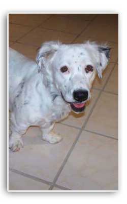 Guera rescue dog