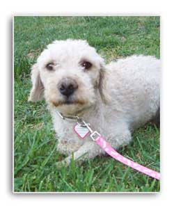 Arpa recue dog