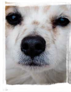 dog rescue