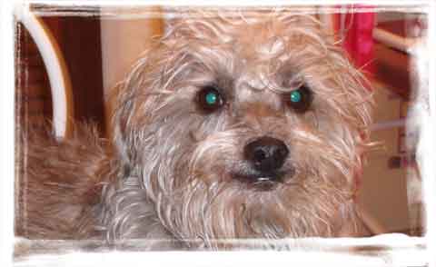 Juliancita rescue dog from juarez mexico