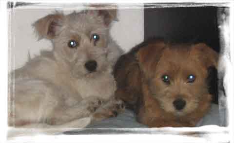 glass and lily rescue dogs 