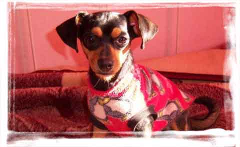 international dog rescue