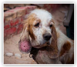 Dog With Mange