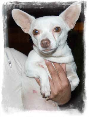 puppy rescue from mexico