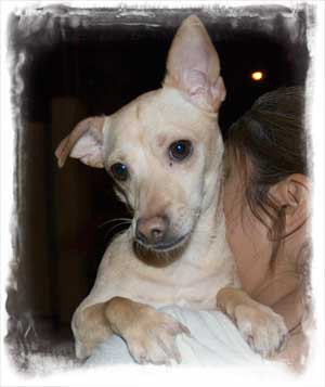 internationa dog rescue