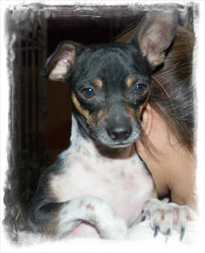 Flaca {skinny in Spanish} was given her name because when she was rescued from being euthanized