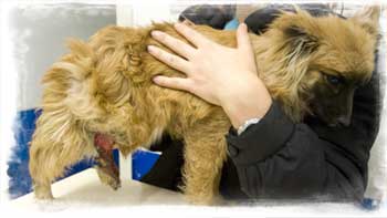 She was found on the streets with an injury to her right rear leg