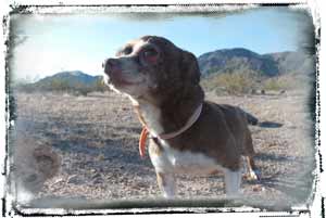 rescue dog