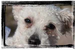 rescue dog