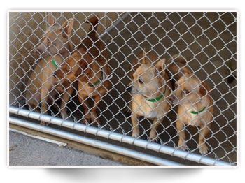 Chihuahuas in shelter