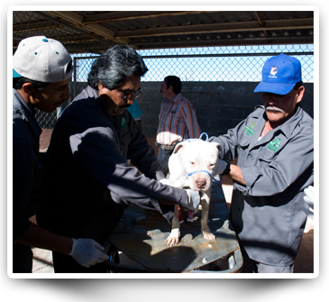 Traning at the antirrabico in chihuahua
