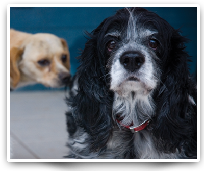Dog rescue from mexico